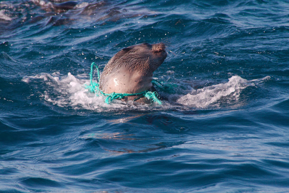 seal entangled in plastic