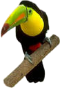 toucan sitting on a branch