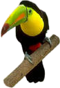 Toucan am Ast