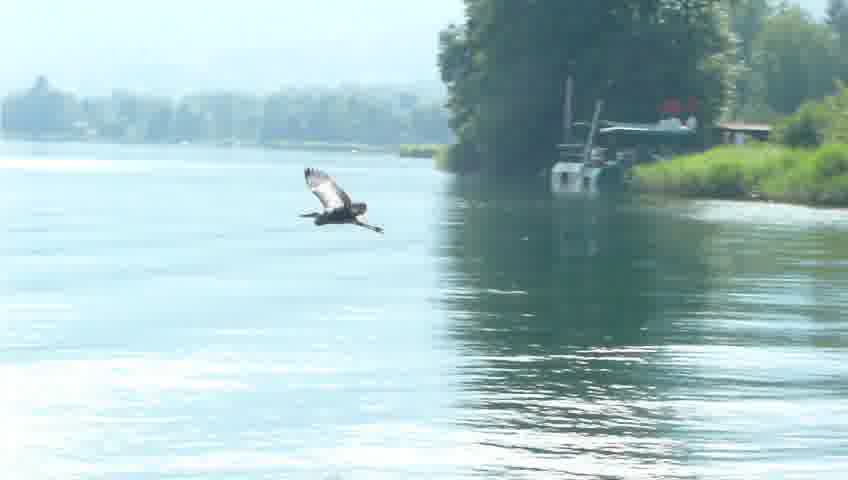 heron flies over lake Ossiach