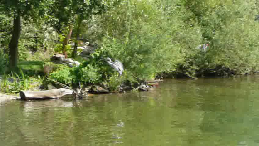 heron is approaching a trunk at the shore