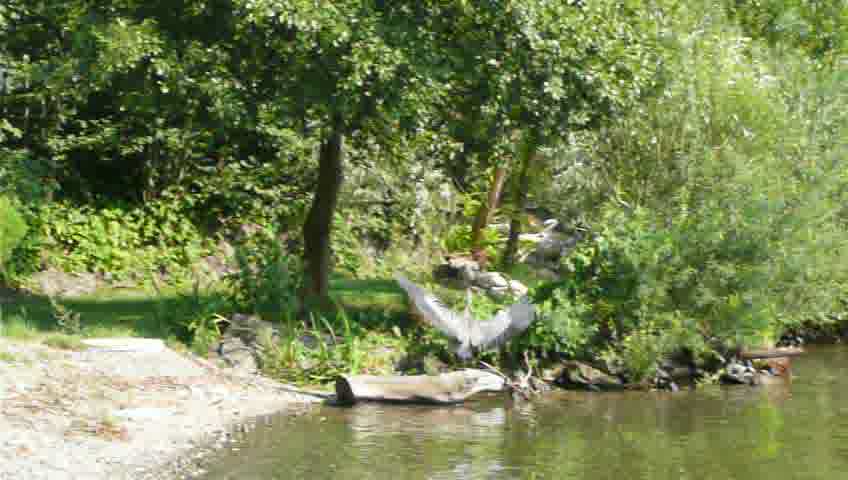 Reiher landet mit ausgestreckten Flügeln auf Baumstamm