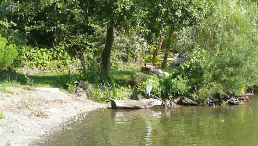 heron sitting on a trunk at the shore